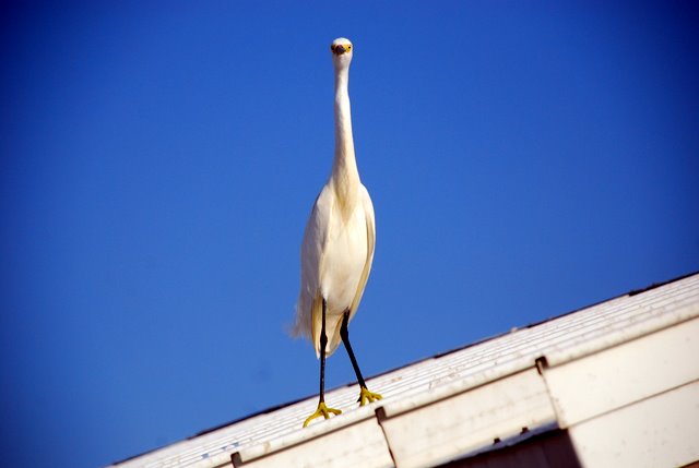 weird-bird-we-saw-on-roof weird-bird-we-saw-on-roof