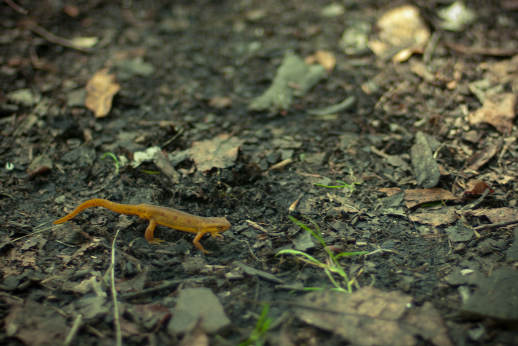 14-tiny-orange-lizard-in-national-forest