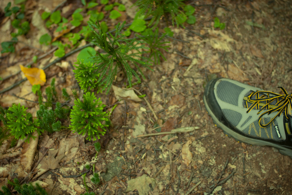 15-tiny-miniature-trees