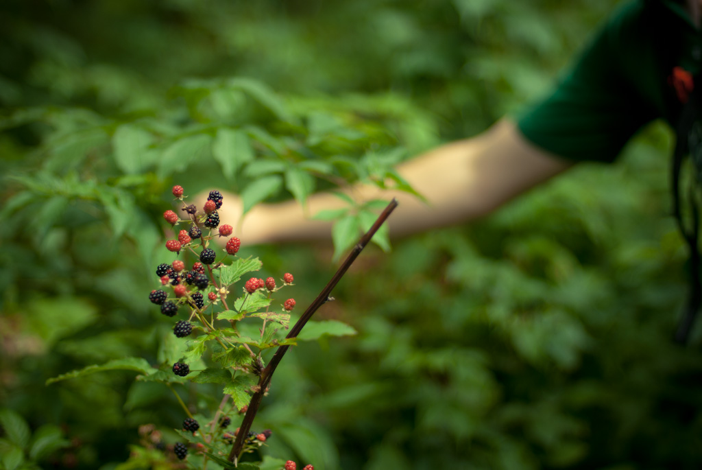 16-wild-raspberries
