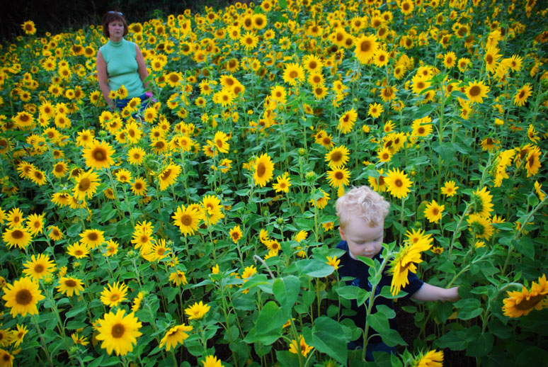 child leaving sunflower field