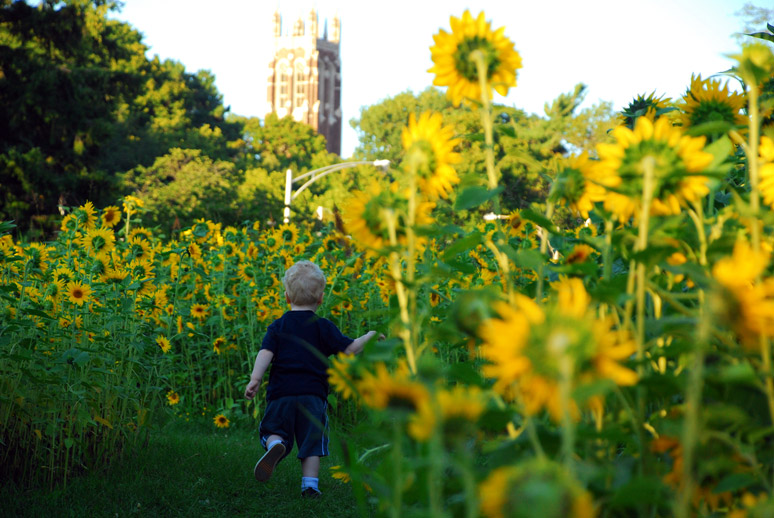 child running in sunflowers