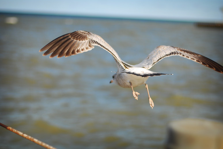 seagull flying around