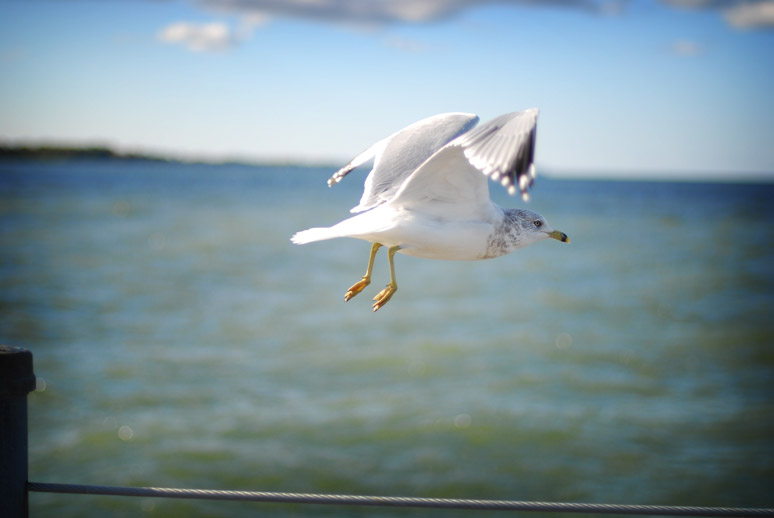 another seagull flying around in the air